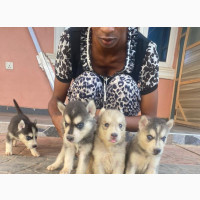 1-3 months Female Purebred Siberian Husky