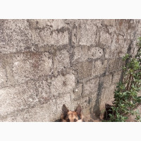 German Shepherd Puppy 6-12 Months Purebred Male