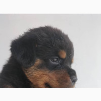 0-1 month Female Purebred Rottweiler