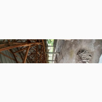 Poultry Farm for Sale With Cofo