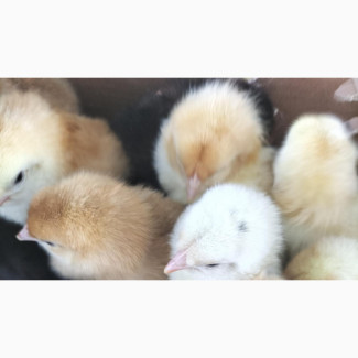 Noiler Chicks for Sale