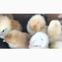 Noiler Chicks for Sale