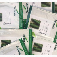 Darina F1 Cucumber Seed