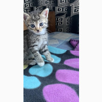 Adorable Female American Shorthair Kitten - 1-3 Months Old