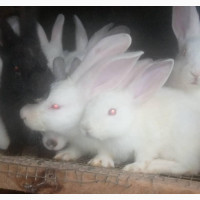 Bunnie Rabbits Available For Pet And Breeding In Abuja