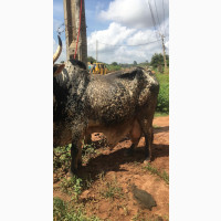 Big Cows for Sale - Perfect for Ileya Celebration