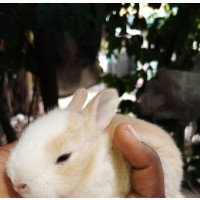 2 Weeks Rabbit for Sale