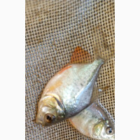 Red Bellied Pacu