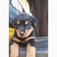 Purebred Rottweiler Puppies Available - 1-3 Months Female