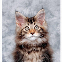 Male Purebred Maine Coon Kitten - 3-6 Months Old