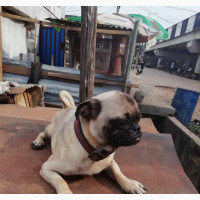 6-12 months Male Purebred Pug