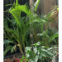 Home Plant for You and Your Family Healthier Living