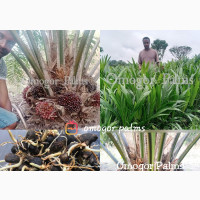 Hybrid Tenera Oil Palm Seed/Seedlings