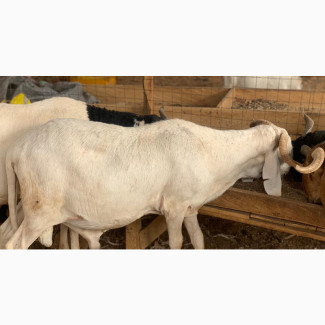 Premium Rams/Sheep for Sale - Healthy and High-Quality