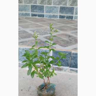 Stevia (Candy Plant) Available