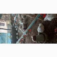 Healthy Broiler Chickens Available