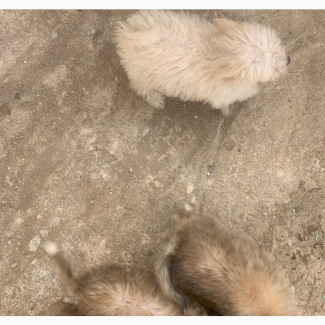 1-3 months Female Mixed Breed Maltese