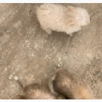 1-3 months Female Mixed Breed Maltese