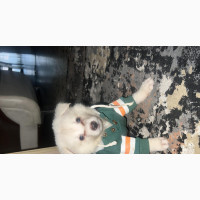 1-3 months Male Purebred Japanese Spitz