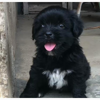 Male Lhasa Apso Puppy For Sale