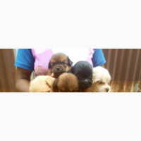 Lhasa Apso Puppies Available