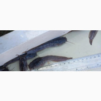 Catfish Fingerlings and Juveniles Available Now