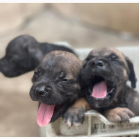 Male Purebred Boerboel Puppy - 1-3 Months Old