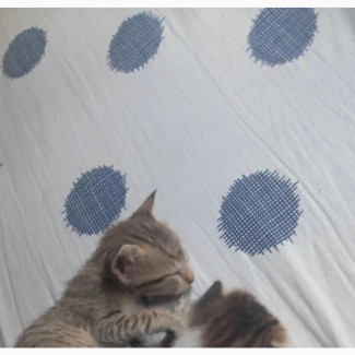 0-1 month Female Mixed Breed Ocicat