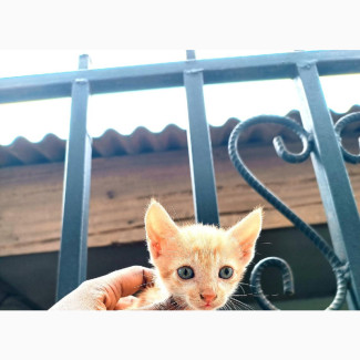 1-3 months Male Purebred Ginger