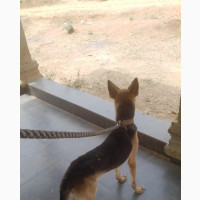 Female Purebred German Shepherd - 1+ year old