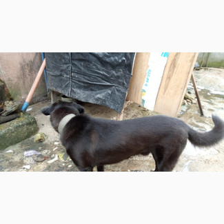 6-12 months Male Mixed Breed Labrador Retriever
