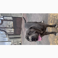 6-12 months Female Purebred Neapolitan Mastiff