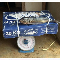 Kote 20kg Carton