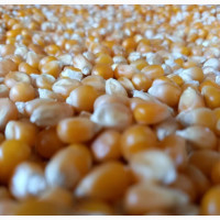 25kg Premium Hybrid Butterfly Popcorn