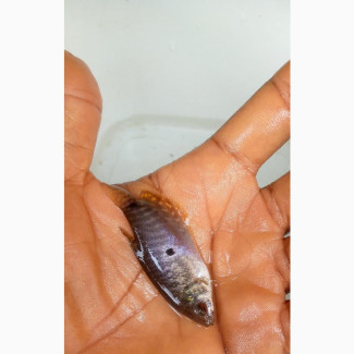 Gouramis White, Pearl, Honey, Blue, 3dot