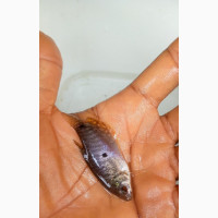 Gouramis White, Pearl, Honey, Blue, 3dot