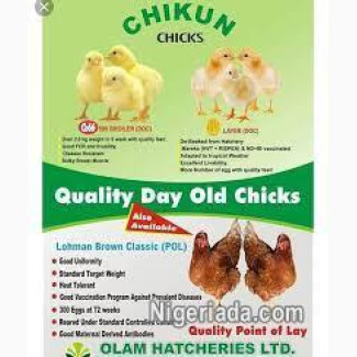 Chikun and ultima feeds for sale