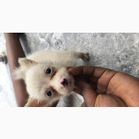 1-3 Months Female American Eskimo Mixed Breed - Territorial and Courageous