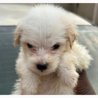 Purebred Lhasa Apso Puppies - Adorable and Available Now