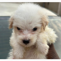 Purebred Lhasa Apso Puppies - Adorable and Available Now
