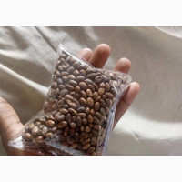 Miracle Seed/Ghana For Weight Loss