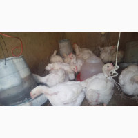 Five Weeks Chickens