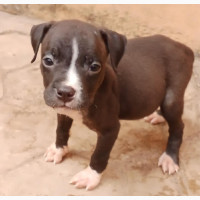 American Pit Bull Terrier 1-3 Months Female Purebred