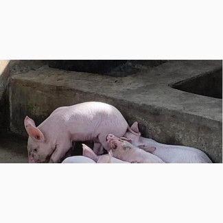 Newly Weaned Piglets Available