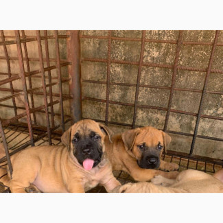 Female Purebred Boerboel Puppy Available in Abuja