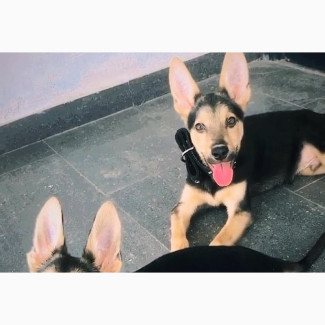 3-6 months Male Purebred German Shepherd