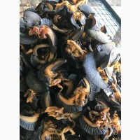Dried Snail Sales