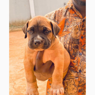 Boerboel Puppies Available