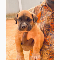 Boerboel Puppies Available