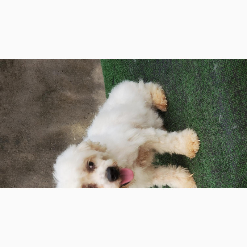 Фото 1/1. Male Purebred Lhasa Apso for Sale